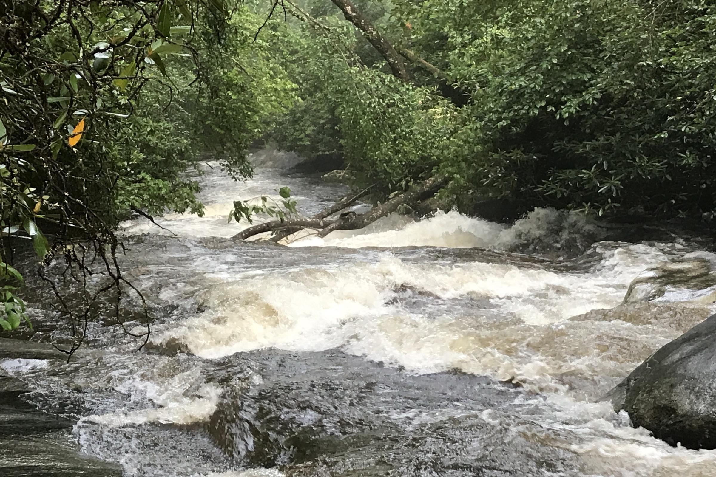 Weather and Water Conditions in Brevard NC Davidson River Outfitters